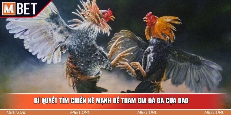 Bí quyết tìm chiến kê mạnh để tham gia đá gà cựa dao