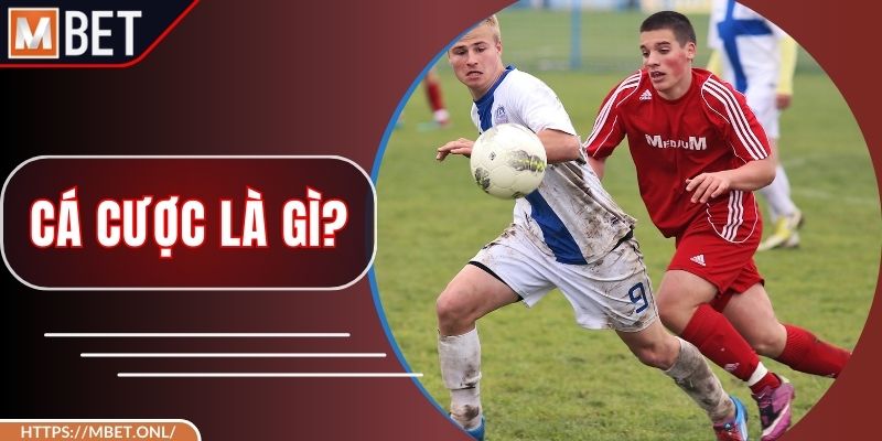 Cá Cược Là Gì? Hé Lộ Kinh Nghiệm Đặt Cược Từ Chuyên Gia