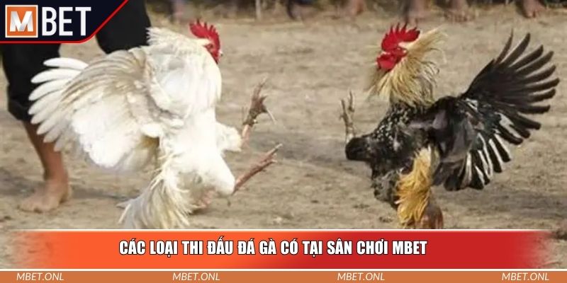 Các loại thi đấu đá gà có tại sân chơi Mbet