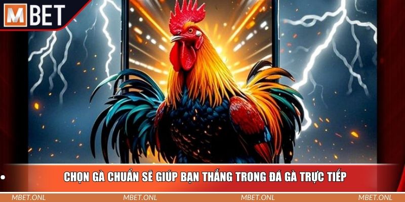 Chọn gà chuẩn sẽ giúp bạn thắng trong đá gà trực tiếp