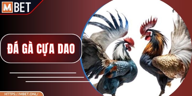 Đá Gà Cựa Dao – Cuộc Đấu Kịch Tính Của Chiến Kê Mạnh Mẽ