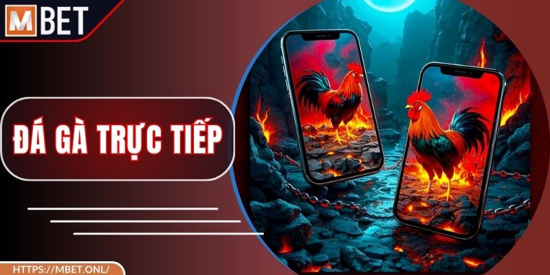 Đá Gà Trực Tiếp – Trải Nghiệm Những Trận Đấu Nghẹt Thở