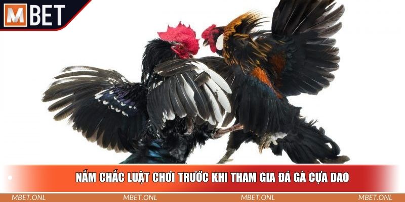 Nắm chắc luật chơi trước khi tham gia đá gà cựa dao