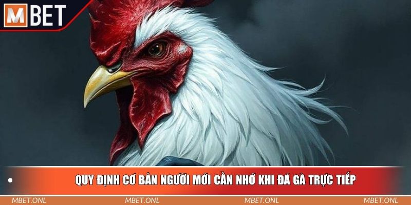 Quy định cơ bản người mới cần nhớ khi đá gà trực tiếp