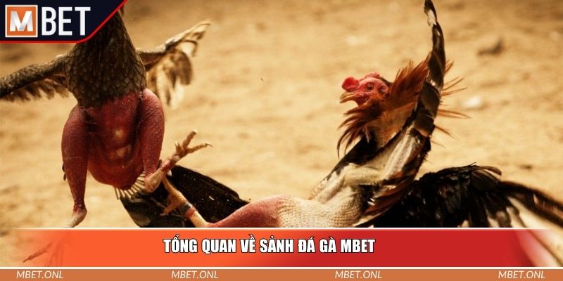 Tổng quan về sảnh đá gà Mbet
