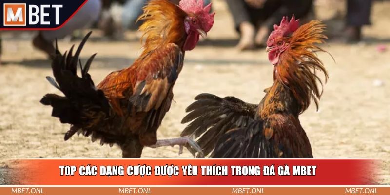 Top các dạng cược được yêu thích trong đá gà Mbet