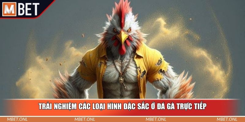 Trải nghiệm các loại hình đặc sắc ở đá gà trực tiếp